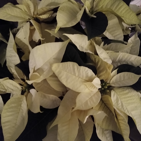 Meet your Posher, Dawn - Picture 12 of 14